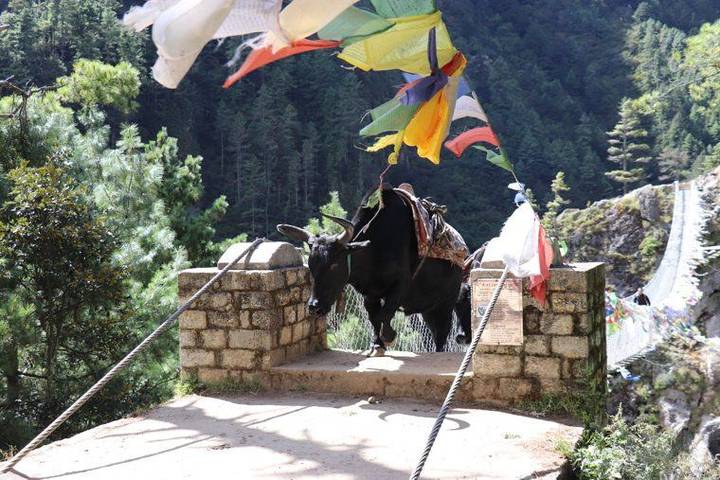 Puentes colgantes que te dejarán sin aliento dominan el paisaje en el Valle de Solukhumbu.