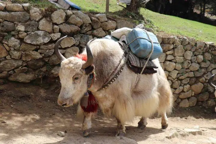 Los yaks son los reyes del Himalaya y su presencia es constante en los senderos.