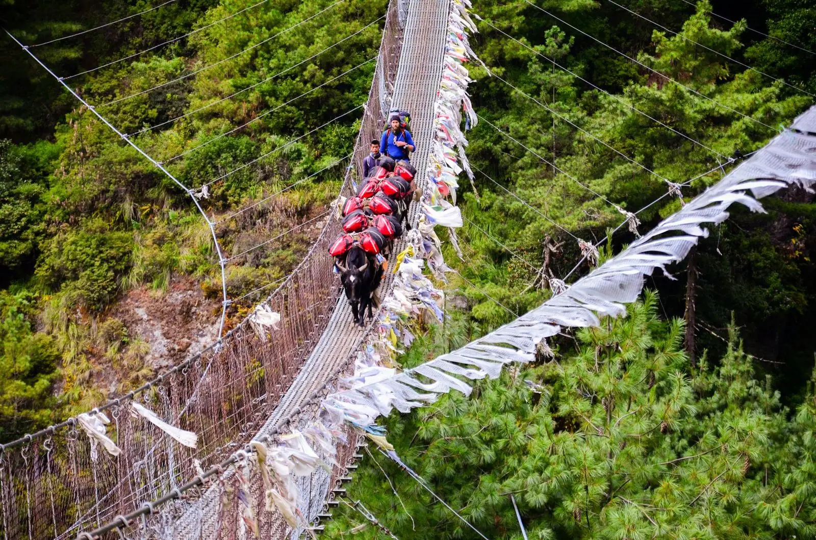 Una caravana de yaks cargados cruza un puente colgante cubierto de banderas de oración.